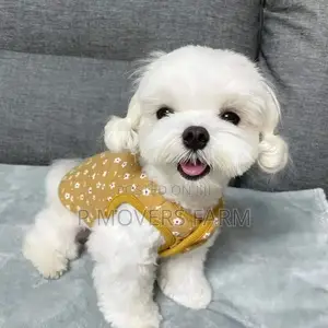 1-3 months Female Purebred Maltese