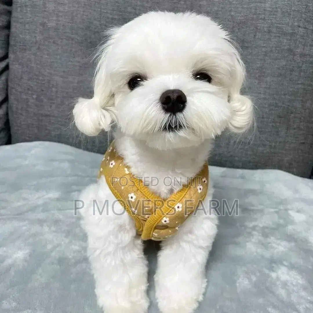 1-3 months Male Purebred Poodle