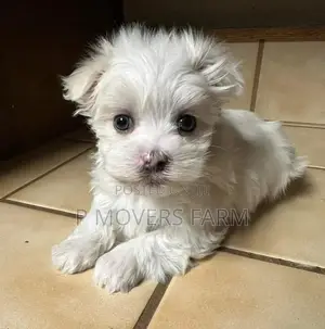 1-3 months Male Purebred Poodle