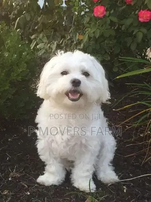 1-3 months Male Purebred Poodle