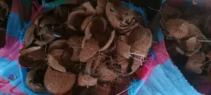 Dry Coconut Shells
