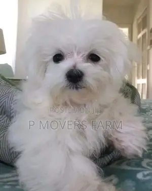 1-3 months Male Purebred Poodle