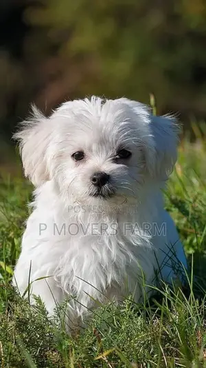 1-3 months Male Purebred Maltese