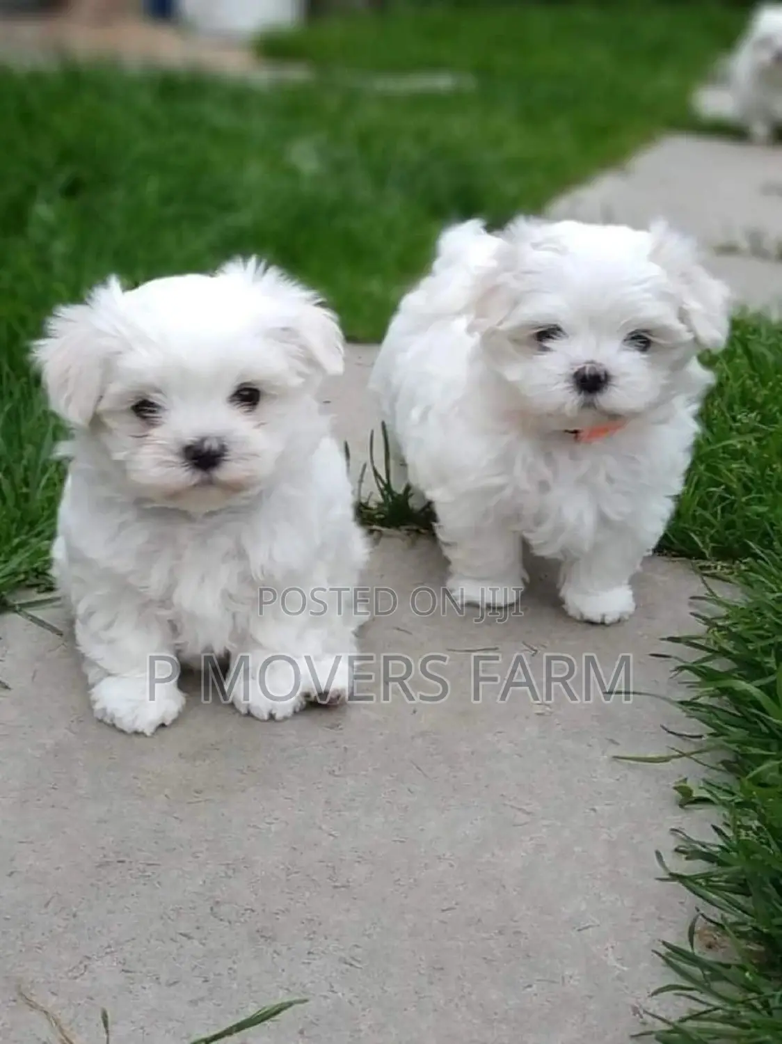 1-3 months Male Purebred Maltese