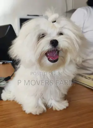 1-3 months Male Purebred Maltese