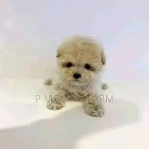 1-3 months Male Mixed Breed Poodle