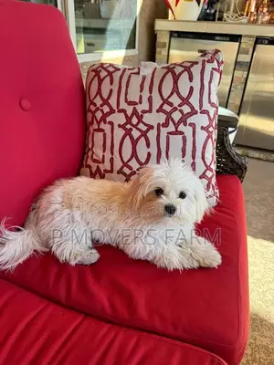 1-3 months Male Purebred Maltese