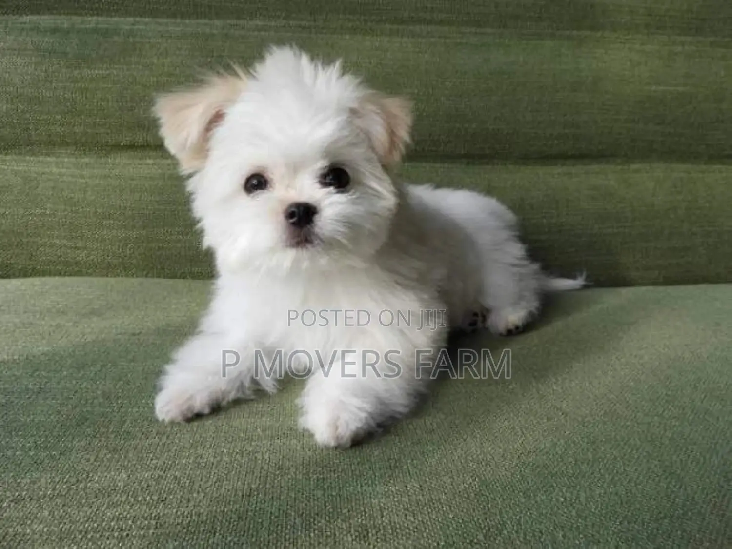1-3 months Male Purebred Maltese