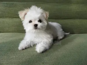 1-3 months Male Purebred Maltese
