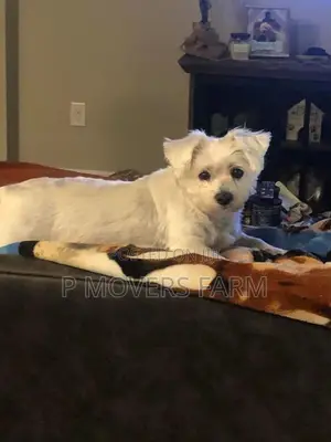 1-3 months Female Purebred Maltese