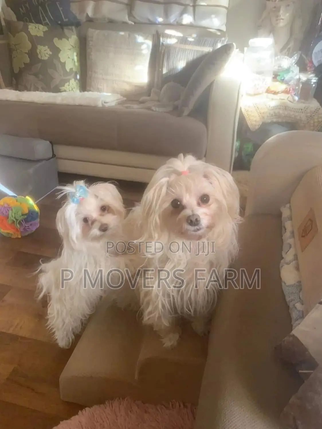 1-3 months Male Purebred Maltese