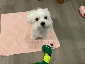 1-3 months Male Purebred Maltese