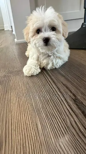 1-3 months Male Purebred Maltese