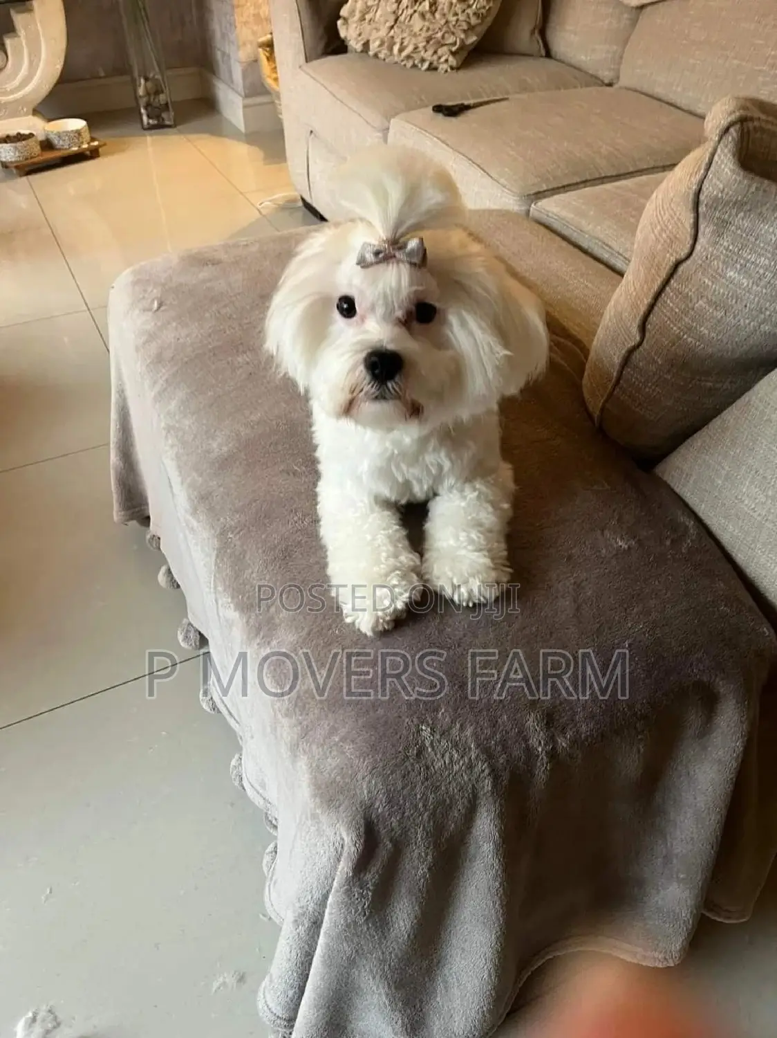 1-3 months Male Purebred Maltese
