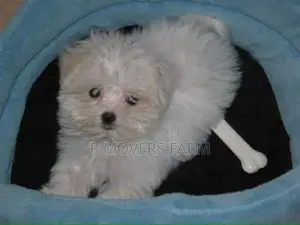 1-3 months Male Purebred Poodle