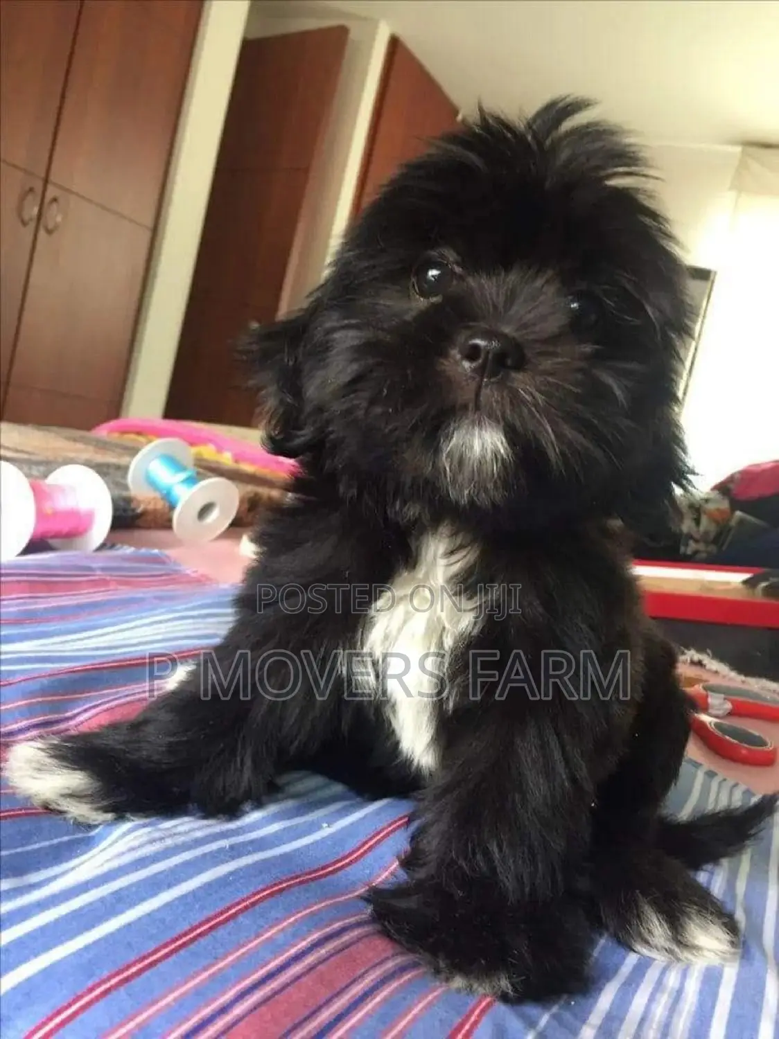 1-3 months Male Purebred Poodle