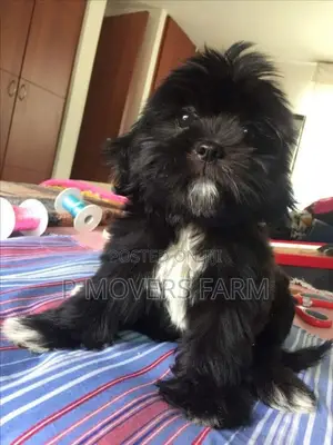 1-3 months Male Purebred Poodle