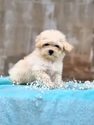 1-3 months Male Purebred Poodle