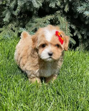 1-3 months Male Purebred Poodle
