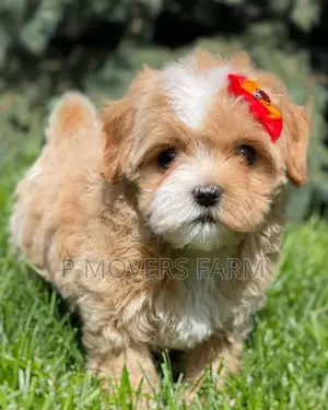 1-3 months Male Purebred Poodle