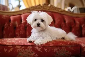 1-3 months Male Purebred Maltese