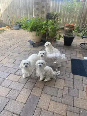 1-3 months Female Purebred Maltese