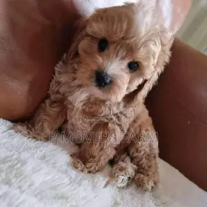 1-3 months Female Purebred Lhasa Apso