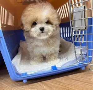1-3 months Male Purebred Lhasa Apso