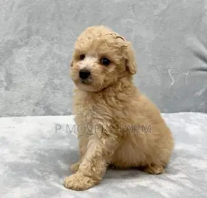 1-3 months Male Purebred Maltese