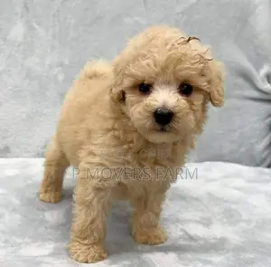 3-6 months Male Purebred Lhasa Apso