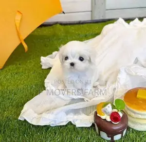 1-3 months Male Purebred Maltese