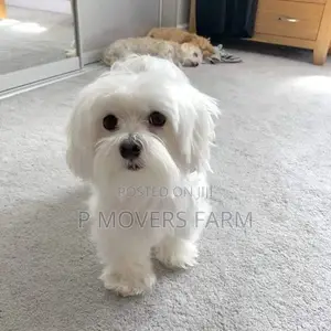 1-3 months Male Purebred Maltese