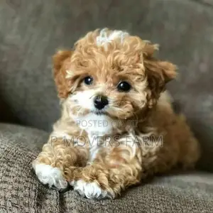 1-3 months Male Purebred Lhasa Apso