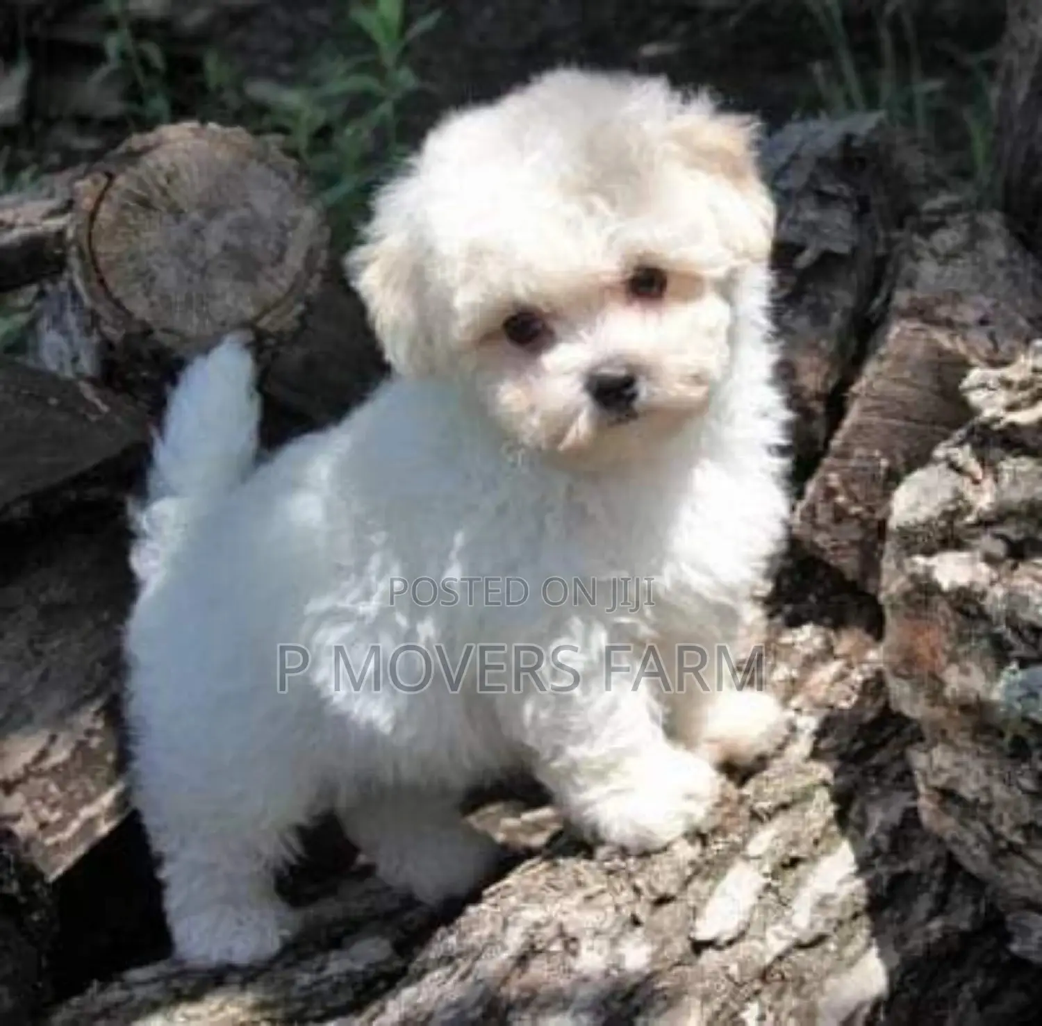 1-3 months Male Purebred Maltese