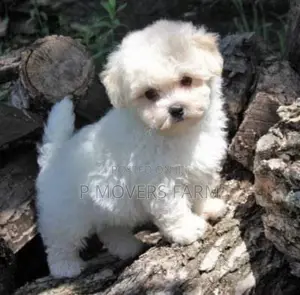 1-3 months Male Purebred Maltese