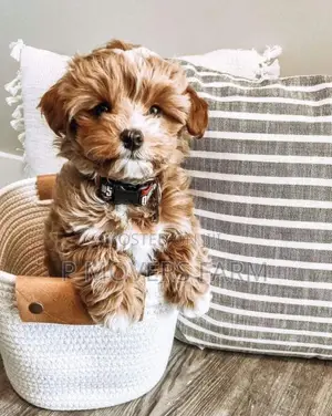 1-3 months Male Purebred Lhasa Apso