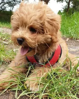 1-3 months Male Purebred Poodle