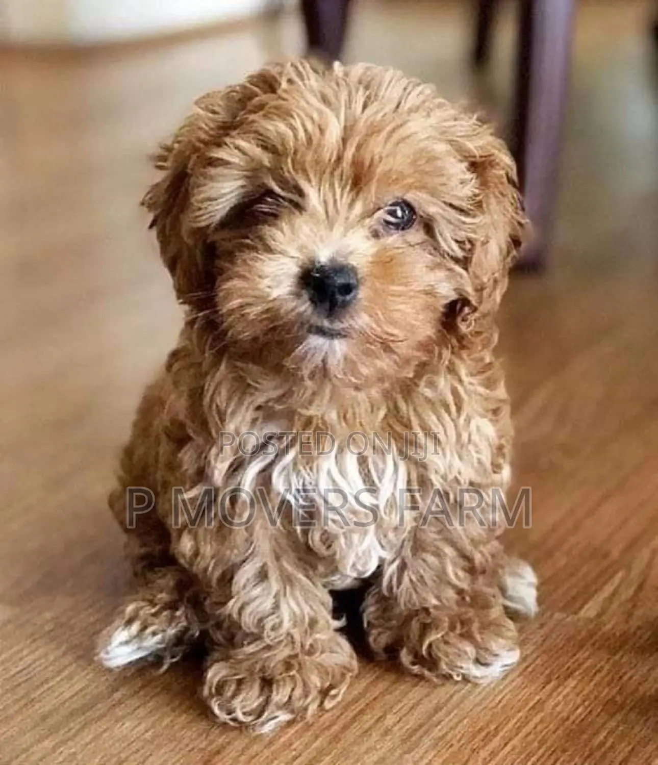 1-3 months Male Purebred Poodle
