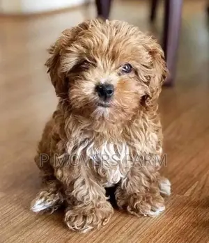 1-3 months Male Purebred Poodle