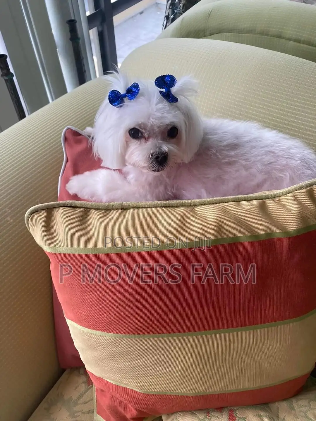 1-3 months Male Purebred Maltese