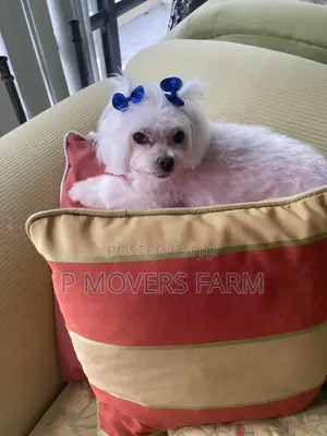 1-3 months Male Purebred Maltese