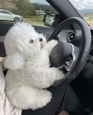 1-3 months Male Purebred Bichon Frise