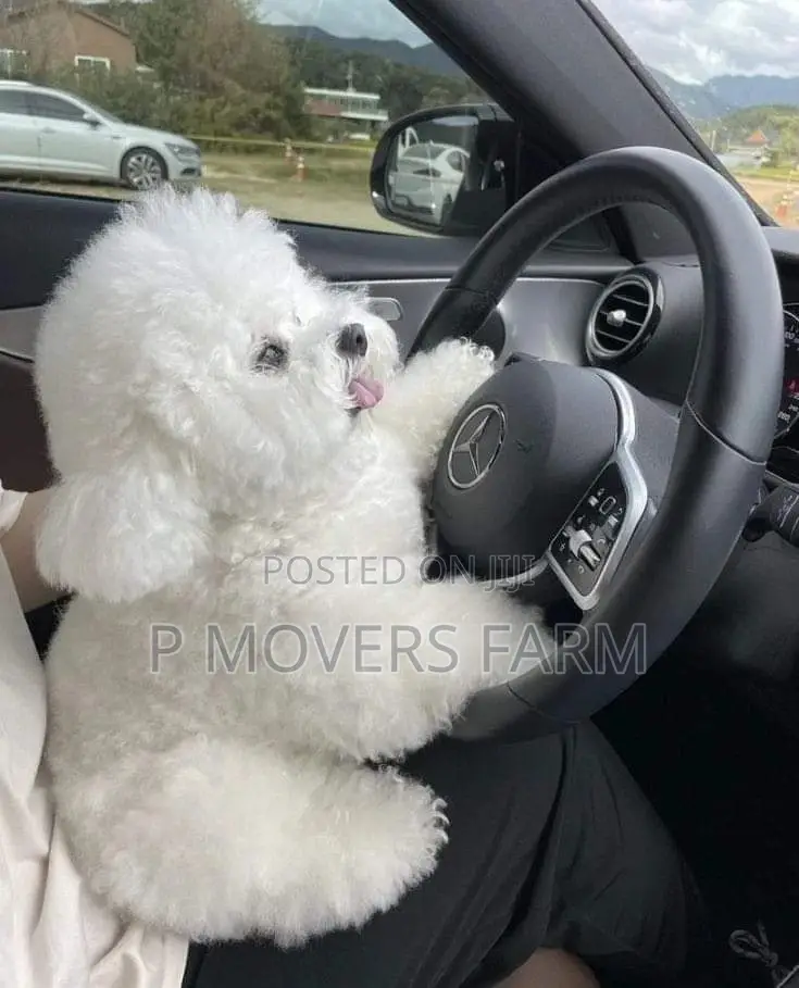 1-3 months Male Purebred Bichon Frise
