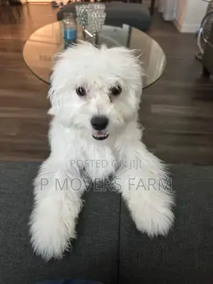 1-3 months Male Purebred Poodle