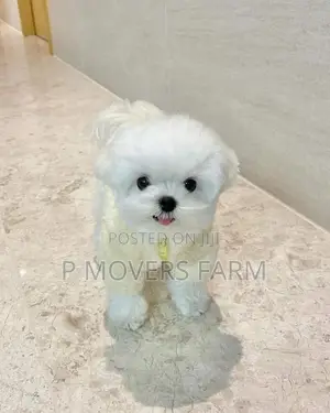 1-3 months Male Purebred Maltese