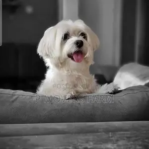 1-3 months Male Purebred Maltese