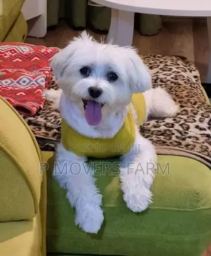 1-3 months Male Purebred Maltese