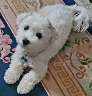 1-3 months Male Purebred Maltese