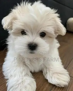 1-3 months Male Purebred Maltese