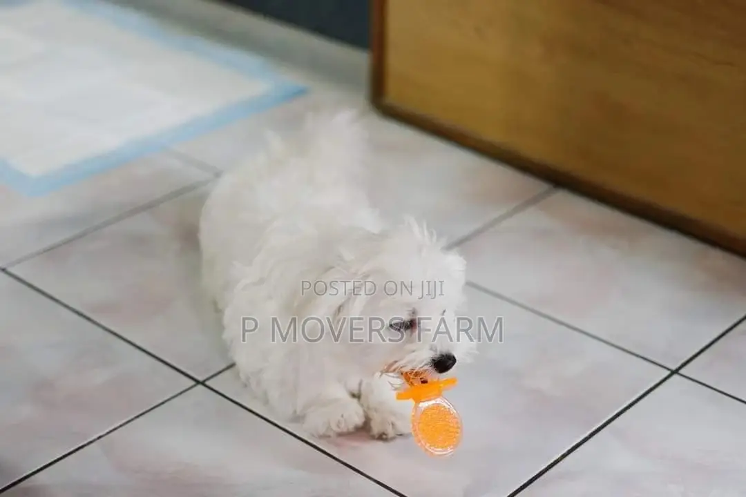 1-3 months Male Purebred Maltese